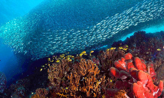 Tubbataha Reef Philippines