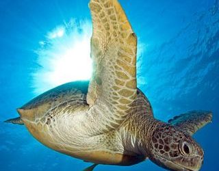Contribute To Red Sea Turtle Conservation Research
