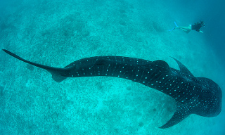 Whale Shark Snorkeler_1