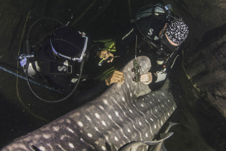 Whale Shark Tagging_1