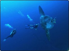 Diving at Nusa Penida with Mola Mola