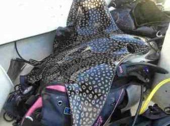 Divemaster gets 6 months in prison for killing eagle ray