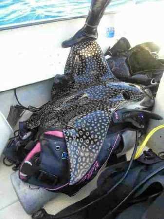 The eagle ray killed by a divemaster in Taiwan