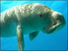 Dugongs feed on seagrass beds in Thailand