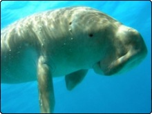 Fertilizing Phuket’s Seagrass For Dugongs