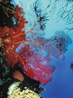 The beautiful reefs of Beqa Lagoon