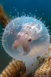 Malaysian waters are full of marine life both large and small