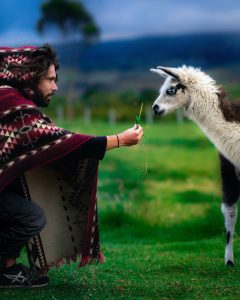 Llama in Ecuador - photo courtesy of Gleb-Albovsky, Unsplash