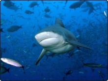 Bull Shark at Shark Reef - photo courtesy of www.martywolff.com