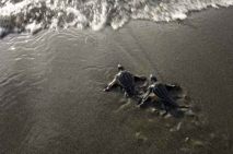 Phuket sees Leatherback turtle egg hatching