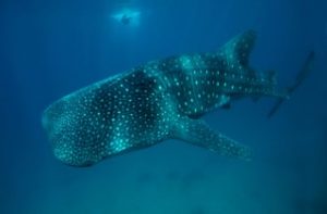 Whale shark in the Philippines