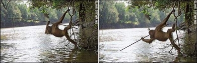 Orangutans using sharpened sticks to spear fish