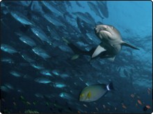 Whitetip reef shark with schooling jacks. Diving Pulau Sipadan - photo by Eric Madeja