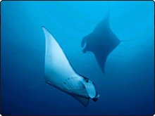 Manta rays are found at Koh Bon and Koh Tachai in Thailand