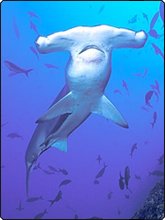 Scalloped hammerhead sharks can be found in Palau