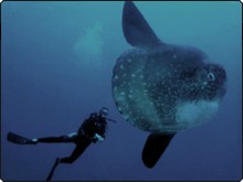 The might mola-mola to be found off Nusa Lembongan, Bali