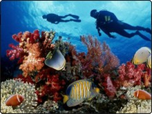 Diving the Coral Reefs of Thailand