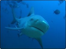 Dive Operators Who Support Shark Conservation