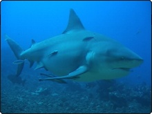 Bull And Tiger Sharks Aplenty at Beqa