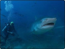 Palau’s precedent setting shark sanctuary