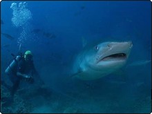 Tiger shark in Fiji - photo courtesy of Doug Perrine www.Seapics.com