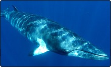 A Minke whale at Ribbon Reefs - photo courtesy Mike Ball