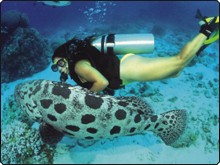 Dive The World offers great discounts for returning customers