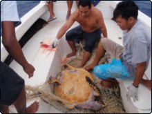 SIMCA crew attempting to rescue a turtle from the net