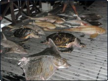 The marine animals that died in the illegal net that night