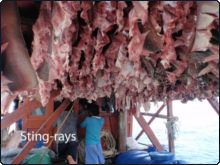 Stingray carcasses drying on illegal fishing boat