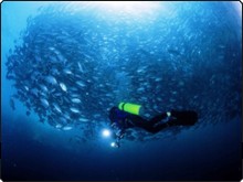 The enormous school of Jacks at Sipadan