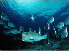 Bumphead Parrot fish at Sipadan