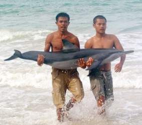 Spinner dolphin washed ashore in Phuket is recovering