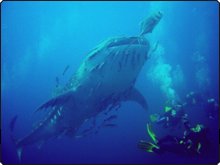 Dive The World's Diego gets up close to a whale shark
