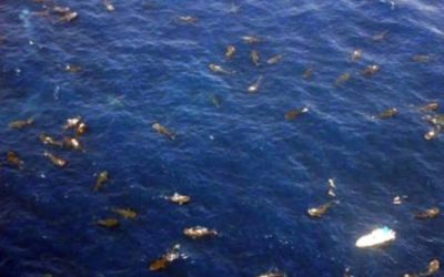 Huge Whale Shark Gathering Off The Mexican Coast