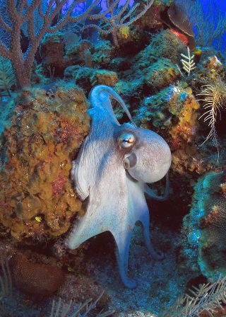 Grand Cayman diving