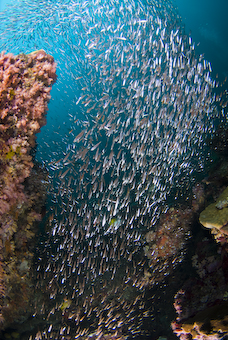 Vibrant marine life in the Similans, Thailand - photo courtesy of Scubazoo