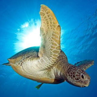 Red Sea turtle dives, image courtesy of Andromeda