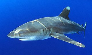Oceanic whitetip shark in the Red Sea