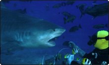 Shark Feeding at Fiji's Pacific Harbour