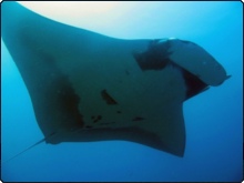 Manta Ray near Phuket, Thailand - photo courtesy of Dive The World's Dive Centre
