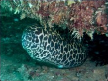 Honeycomb moray eel at Paradise Reef, Phuket