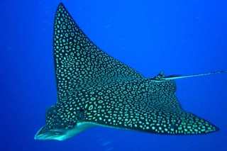 Eagle ray in Belize - image courtesy of Turneffe Island Resort