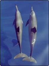 Dolphins are regularly sighted in the Red Sea