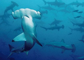 Diving in Cocos Island with scalloped hammerhead sharks - photo courtesy of Avi Klapfer, Undersea Hunter