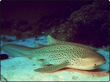 leopard shark looking like a zebra?