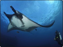 Manta rays are among the list of big creatures you can dive with in Mexico