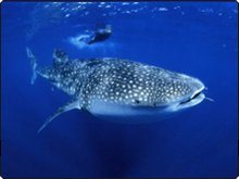 Snorkeling with whale sharks