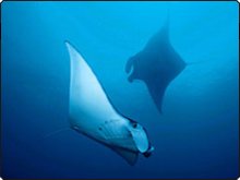 Mantas, and plenty of them, waiting for you to drop by the Similan islands