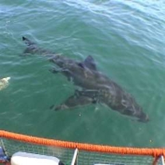 The view from the surface in South African waters